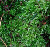 Gefranstes Torfmoos (Sphagnum fimbriatum)-L. Klasing