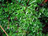 Gefranstes Torfmoos (Sphagnum fimbriatum)-L. Klasing