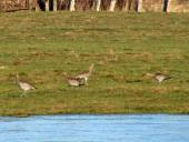 Großer Brachvogel (Numenius arquata)-L. Klasing