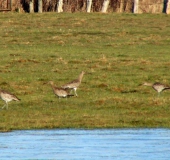 Großer Brachvogel (Numenius arquata)-L. Klasing