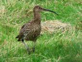 Großer Brachvogel (Numenius arquata)-L. Klasing