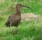 Großer Brachvogel (Numenius arquata)-L. Klasing