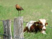 Uferschnepfe (Limosa limosa)-L. Klasing