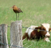 Uferschnepfe (Limosa limosa)-L. Klasing