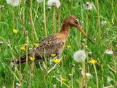 Uferschnepfe (Limosa limosa)-L. Klasing