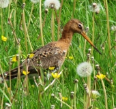 Uferschnepfe (Limosa limosa)-L. Klasing