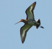 Uferschnepfe (Limosa limosa)-L. Klasing