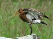 Uferschnepfe (Limosa limosa)-L. Klasing