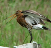 Uferschnepfe (Limosa limosa)-L. Klasing