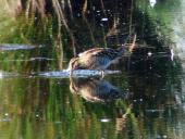 Bekassine (Gallinago gallinago)-L. Klasing