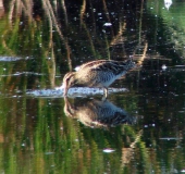 Bekassine (Gallinago gallinago)-L. Klasing