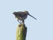 Bekassine (Gallinago gallinago)-L. Klasing