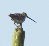 Bekassine (Gallinago gallinago)-L. Klasing