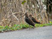 Bekassine (Gallinago gallinago)