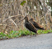 Bekassine (Gallinago gallinago)