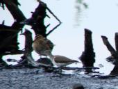 Flussuferläufer (Actitis hypoleucos)-L. Klasing