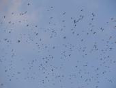 Kiebitz (Vanellus vanellus)-L. Klasing