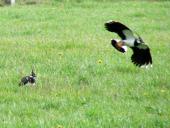 Kiebitz (Vanellus vanellus)-L. Klasing