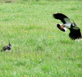 Kiebitz (Vanellus vanellus)-L. Klasing