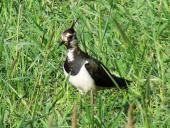 Kiebitz (Vanellus vanellus)-L. Klasing