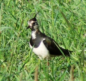 Kiebitz (Vanellus vanellus)-L. Klasing