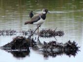 Kiebitz (Vanellus vanellus)-L. Klasing