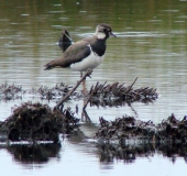 Kiebitz (Vanellus vanellus)-L. Klasing