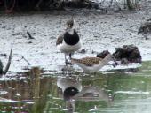 Bruchwasserläufer (Tringa glareola) u. Kiebitz (Vanellus vanellus)-L. Klasing