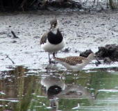 Bruchwasserläufer (Tringa glareola) u. Kiebitz (Vanellus vanellus)-L. Klasing