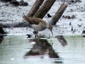 Bruchwasserläufer (Tringa glareola)-L. Klasing