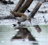 Bruchwasserläufer (Tringa glareola)-L. Klasing