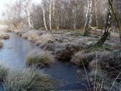 Alter Torfstich im Emsdettener Venn-L. Klasing