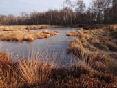 Alter Torfstich im Emsdettener Venn-L. Klasing