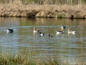 Alter Torfstich: Graugans (Anser anser) u. Reiherente (Aythrya fuligula)-L. Klasing