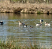 Alter Torfstich: Graugans (Anser anser) u. Reiherente (Aythrya fuligula)-L. Klasing