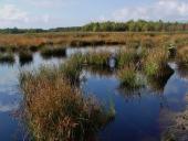 Alter Torfstich im Emsdettener Venn-L. Klasing