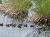 Alter Torfstich mit Krickenten (Anas crecca)-L. Klasing