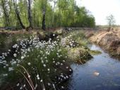 Alter Torfstich im Emsdettener Venn-L. Klasing