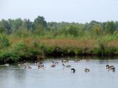 Alter Torfstich im Emsdettener Venn: Kanadagans (Branta canadensis)-L. Klasing