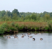 Alter Torfstich im Emsdettener Venn: Kanadagans (Branta canadensis)-L. Klasing