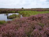 Alter Torfstich im Emsdettener Venn-L. Klasing