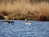 Alter Torfstich im Emsdettener Venn: Graugans (Anser anser)-L. Klasing