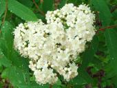 Blüte: Eberesche (Sorbus aucuparia)-L. Klasing