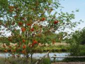 Eberesche (Sorbus aucuparia)-L. Klasing