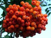 Frucht:  Eberesche (Sorbus aucuparia)-L. Klasing