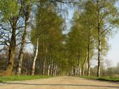 Frühling: Birke (Betula spec.)-L. Klasing