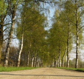 Frühling: Birke (Betula spec.)-L. Klasing