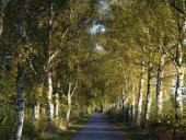 Sommer:  Birke (Betula spec.)-L. Klasing