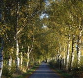 Sommer:  Birke (Betula spec.)-L. Klasing