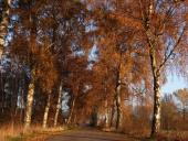 Herbst:  Birke (Betula spec.)-L. Klasing